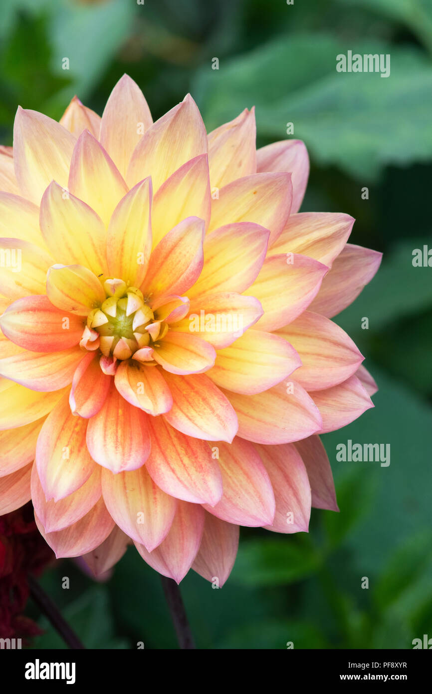 Dinner plate dahlias hi-res stock photography and images - Alamy