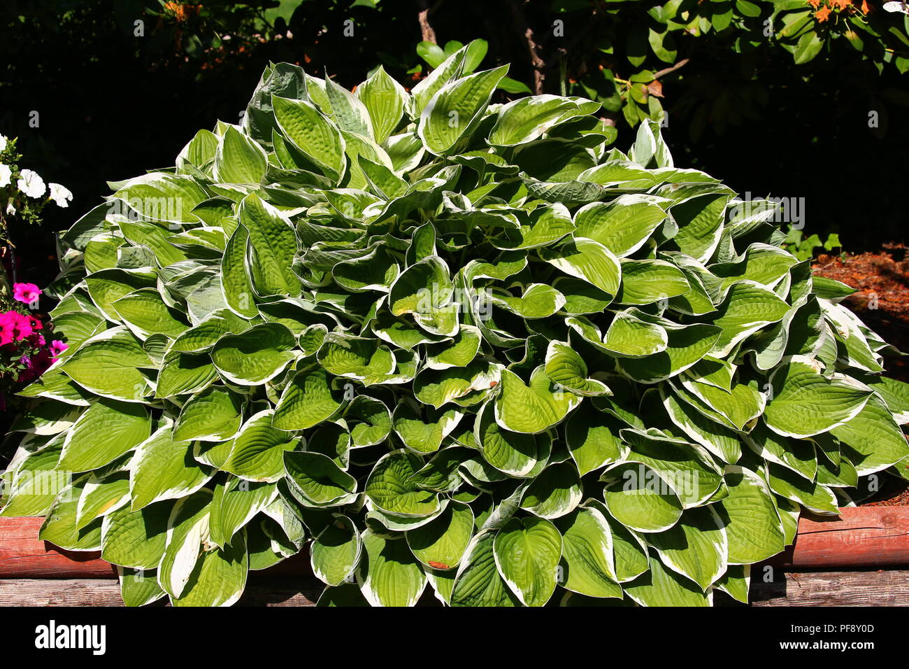 variegated green leaf plant in garden Stock Photo