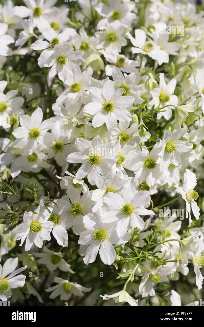 Clematis 'Early Sensation' flowers. Stock Photo