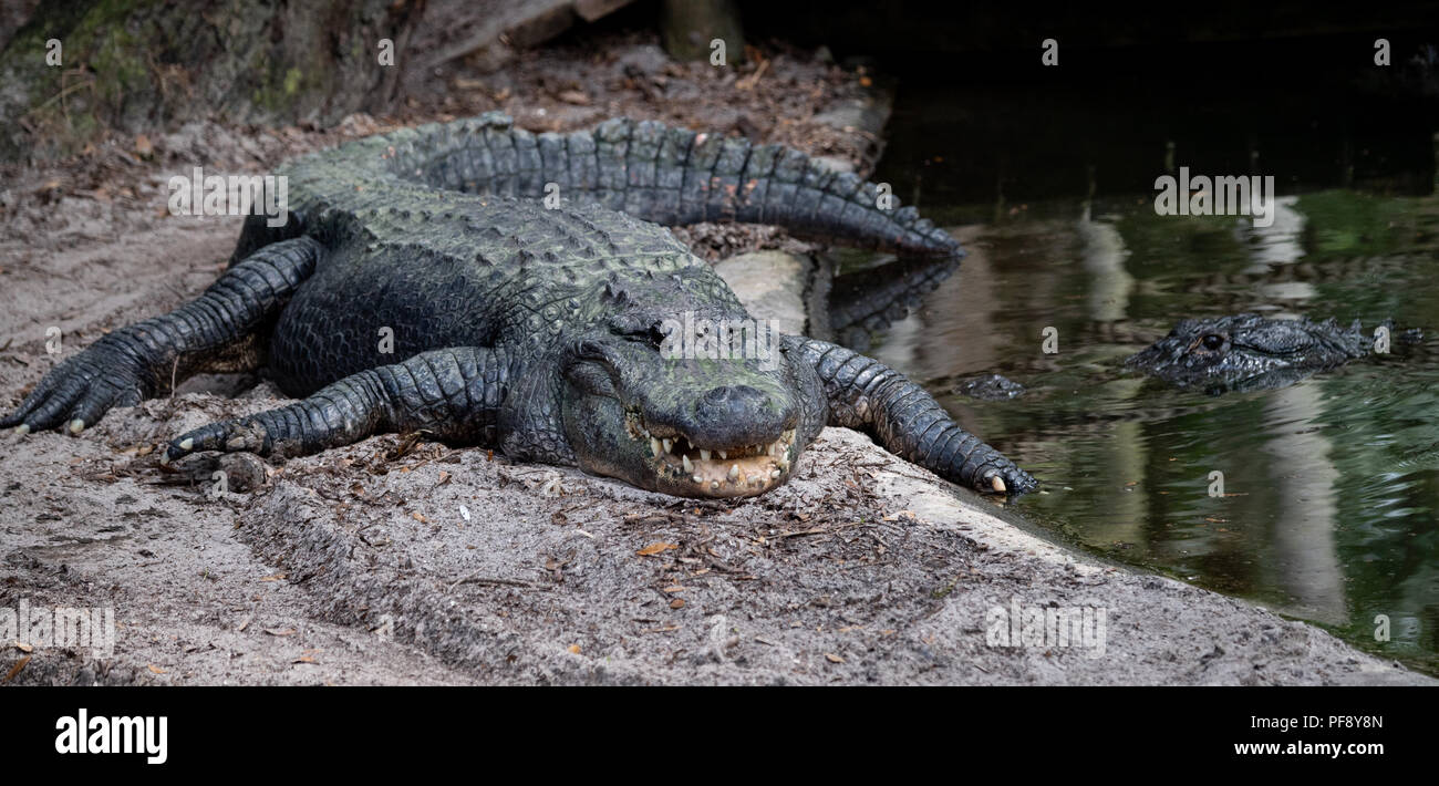Alligator in the water Stock Photo Alamy