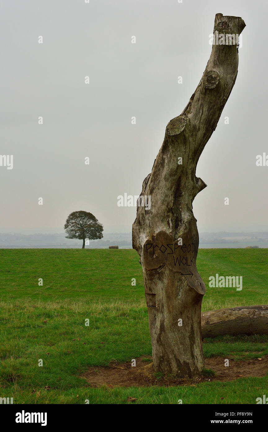 Two trees in a field, one has been chopped down Stock Photo - Alamy