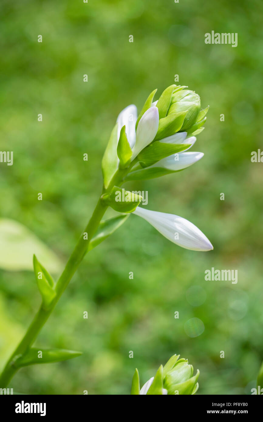 Flowers hostas hires stock photography and images Alamy