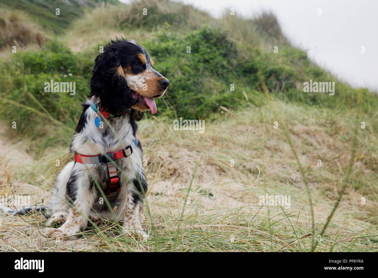 Cocker Spaniel Puppy Stock Photos Cocker Spaniel Puppy Stock