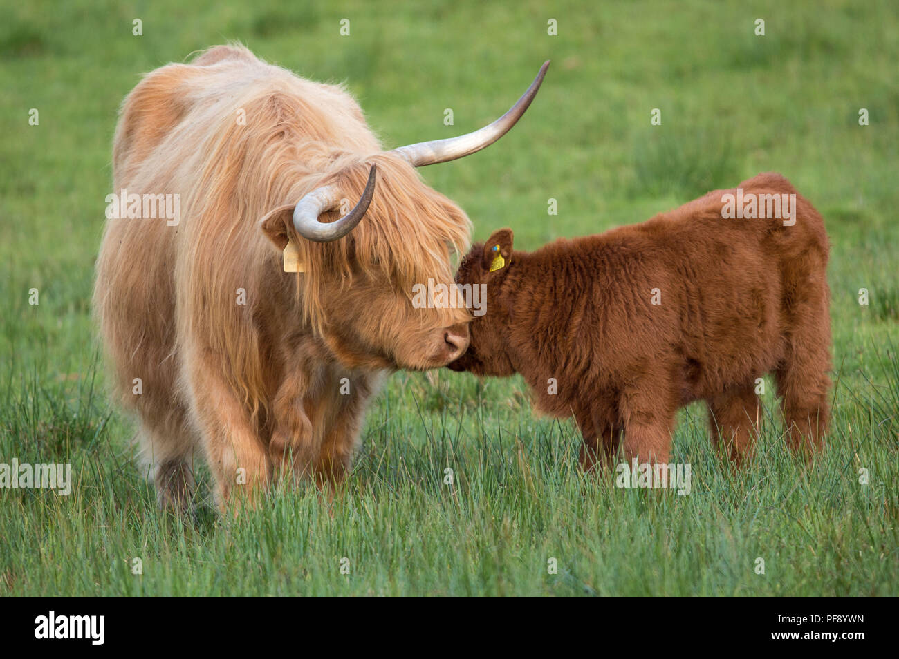 Mother and Calf, Highland Cows, Trossachs, Scotland, 26th May 2018 Stock Photo