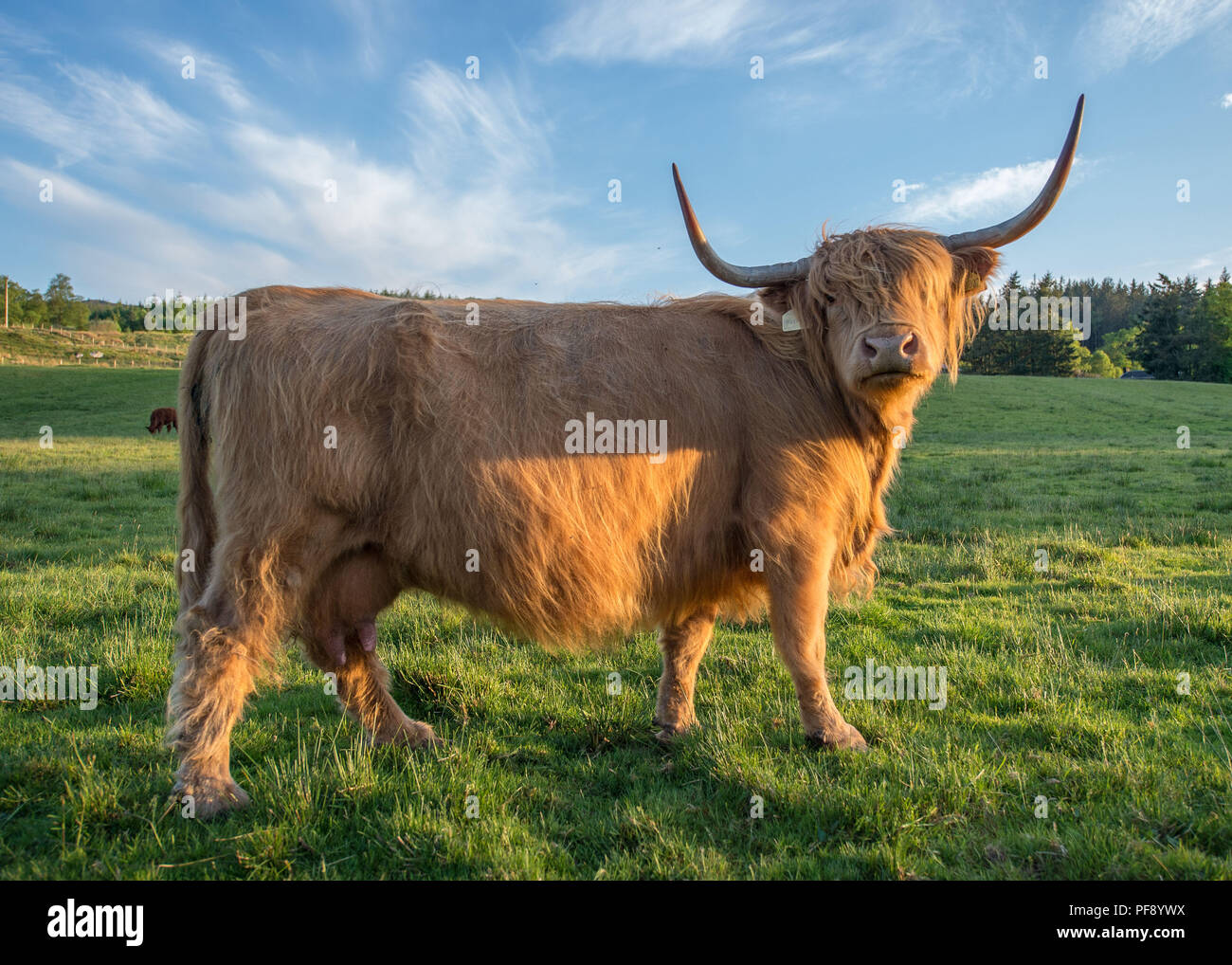 Highland Cow in evening sunlight, Trossachs, Scotland. 26th May 2018 Stock Photo