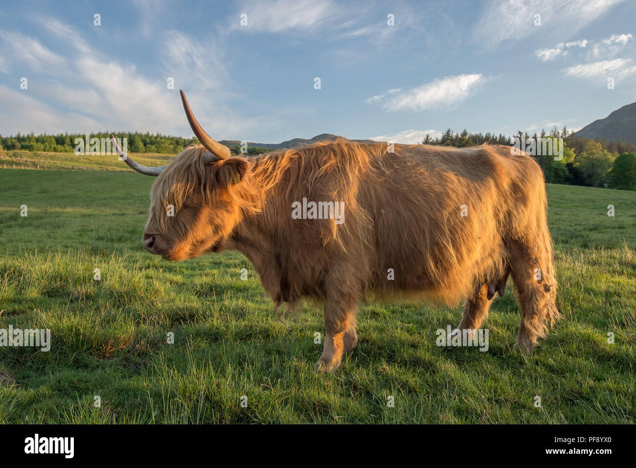 Highland Cow in evening sunlight, Trossachs, Scotland. 26th May 2018 Stock Photo