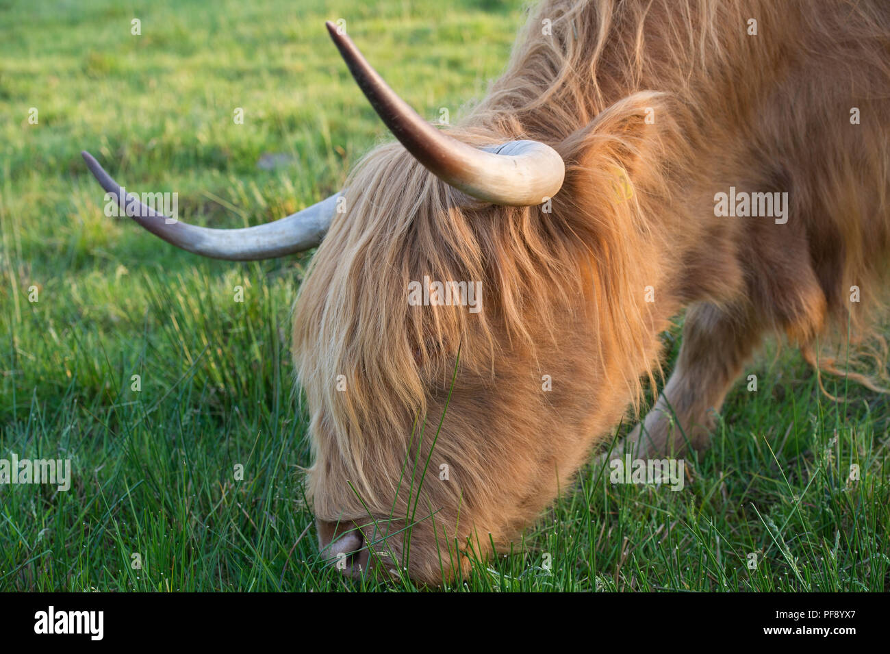 Highland Cow in evening sunlight, Trossachs, Scotland. 26th May 2018 Stock Photo