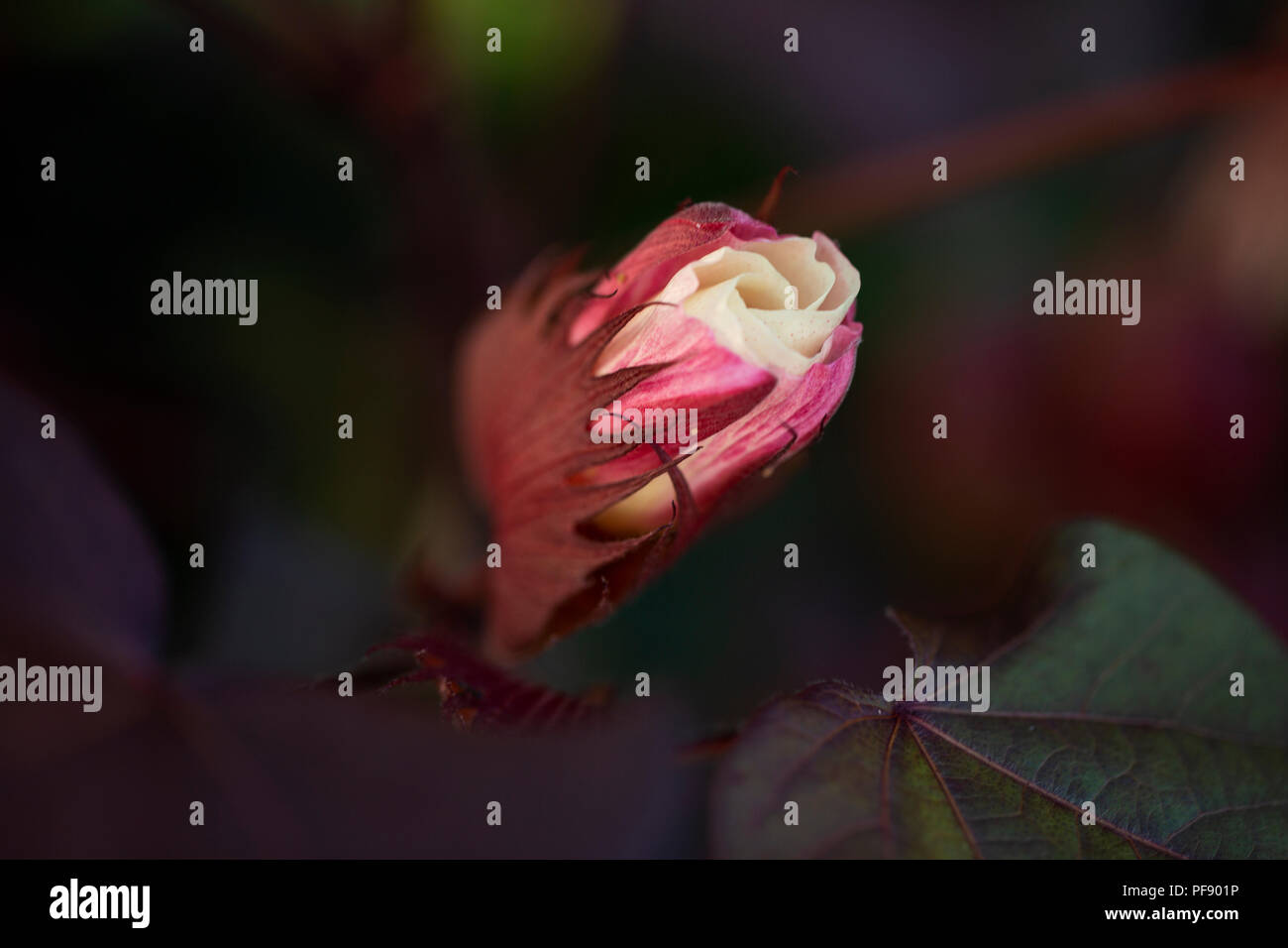 A budding flower on a Mexican cotton plant (Gossypium hirsutum), also ...