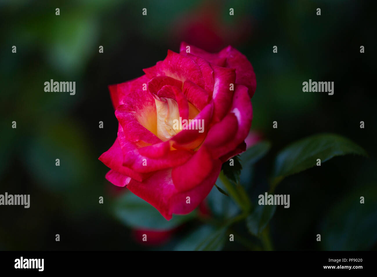 Dick Clark grandiflora rose (Rosa), growing in a garden Stock Photo - Alamy