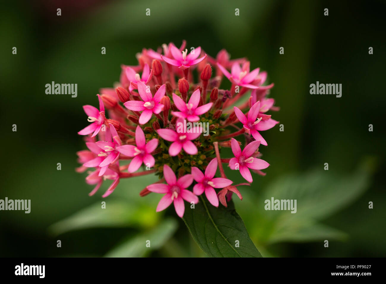 Pentas lanceolata variety Longwood Pink, with its cluster of small flowers, native to Africa and the Middle East. Stock Photo