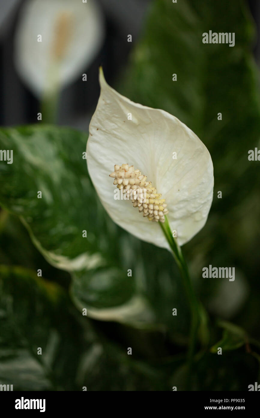 Variegated peace lily (Spathiphyllum) variety Domino, in the family Araceae. Stock Photo