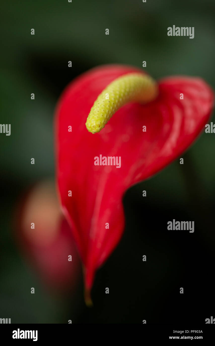 Araceae Family Hi res Stock Photography And Images Alamy araceae-family-hi-res-stock-photography-and-images-alamy