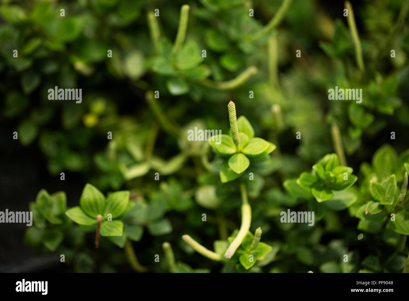 Peperomia tetraphylla, known as acorn or four-leaf (leaved) peperomia, native to Hawaii. Stock Photo