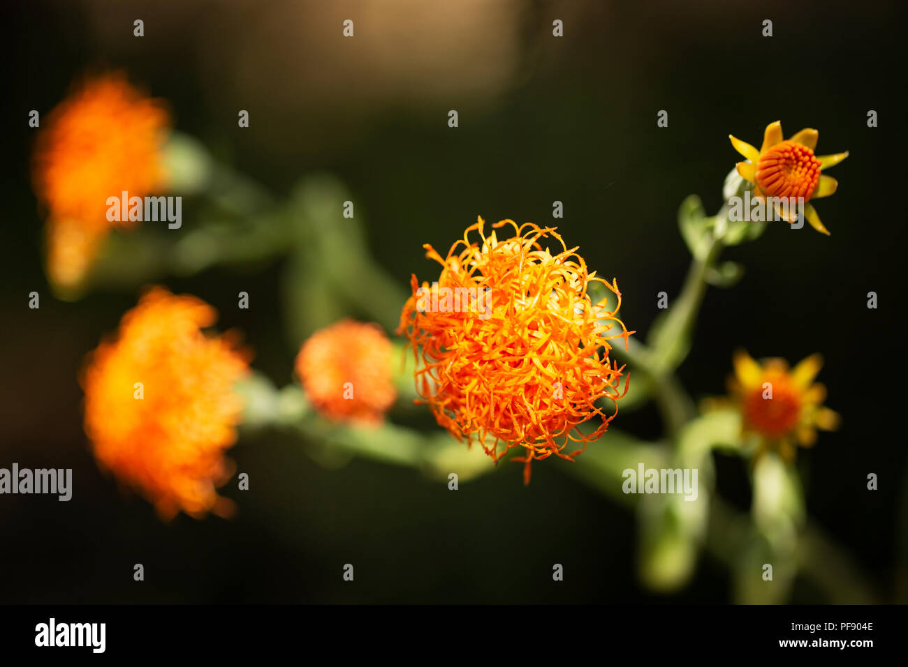 Orange flowers on a Senecio scaposus succulent plant from South Africa. Stock Photo
