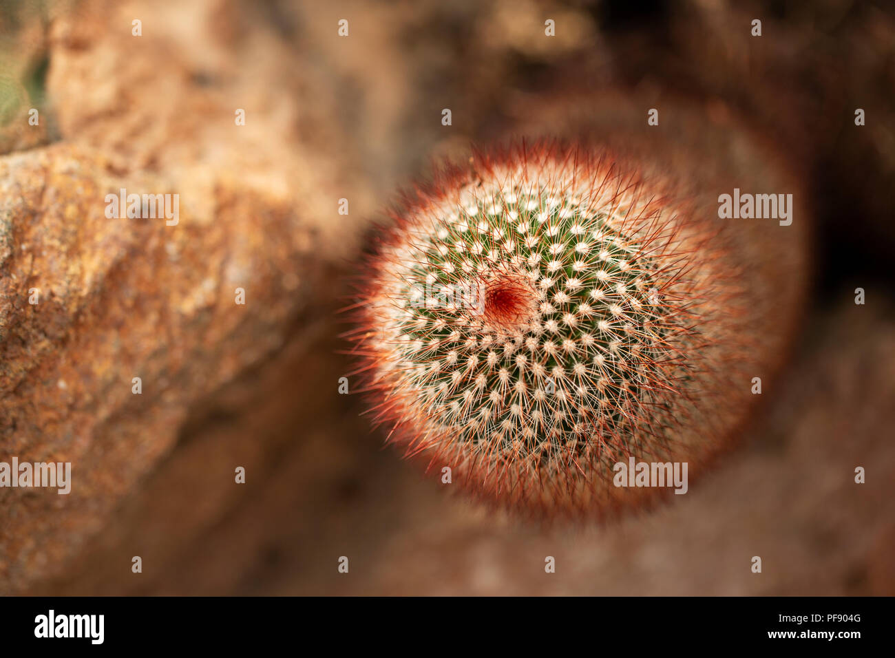 Mammillaria spinosissima, or spiny pincushion cactus, native to Mexico. Stock Photo
