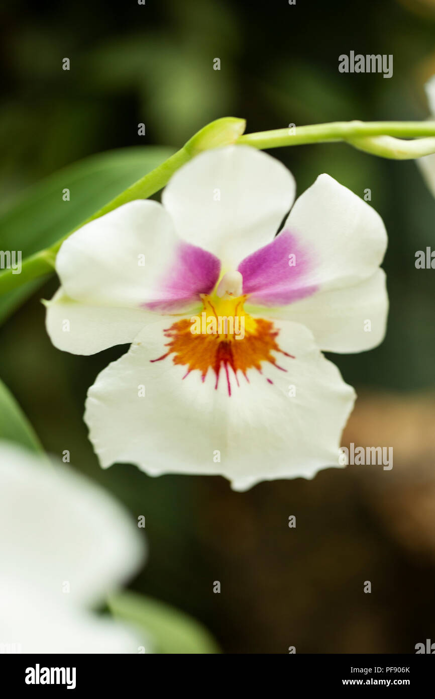 An orchid cross of Miltonia Pluto Katie and Miltonia Arnold Linsman Hot and Spicy. Stock Photo
