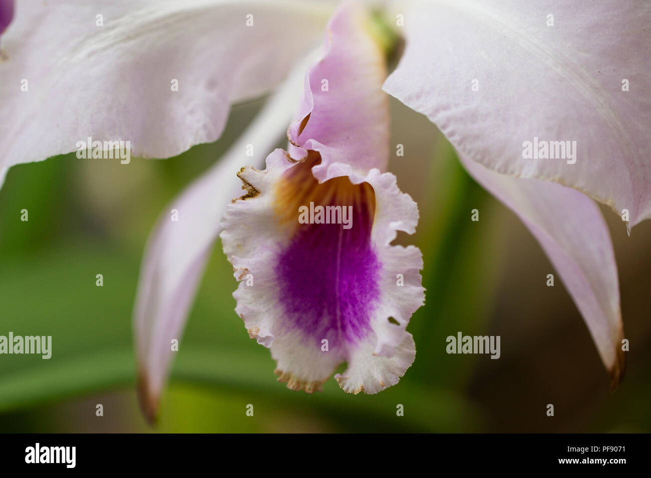 Closeup of purple Cattleya gaskelliana orchid, native to Colombia and Venezuela. Stock Photo