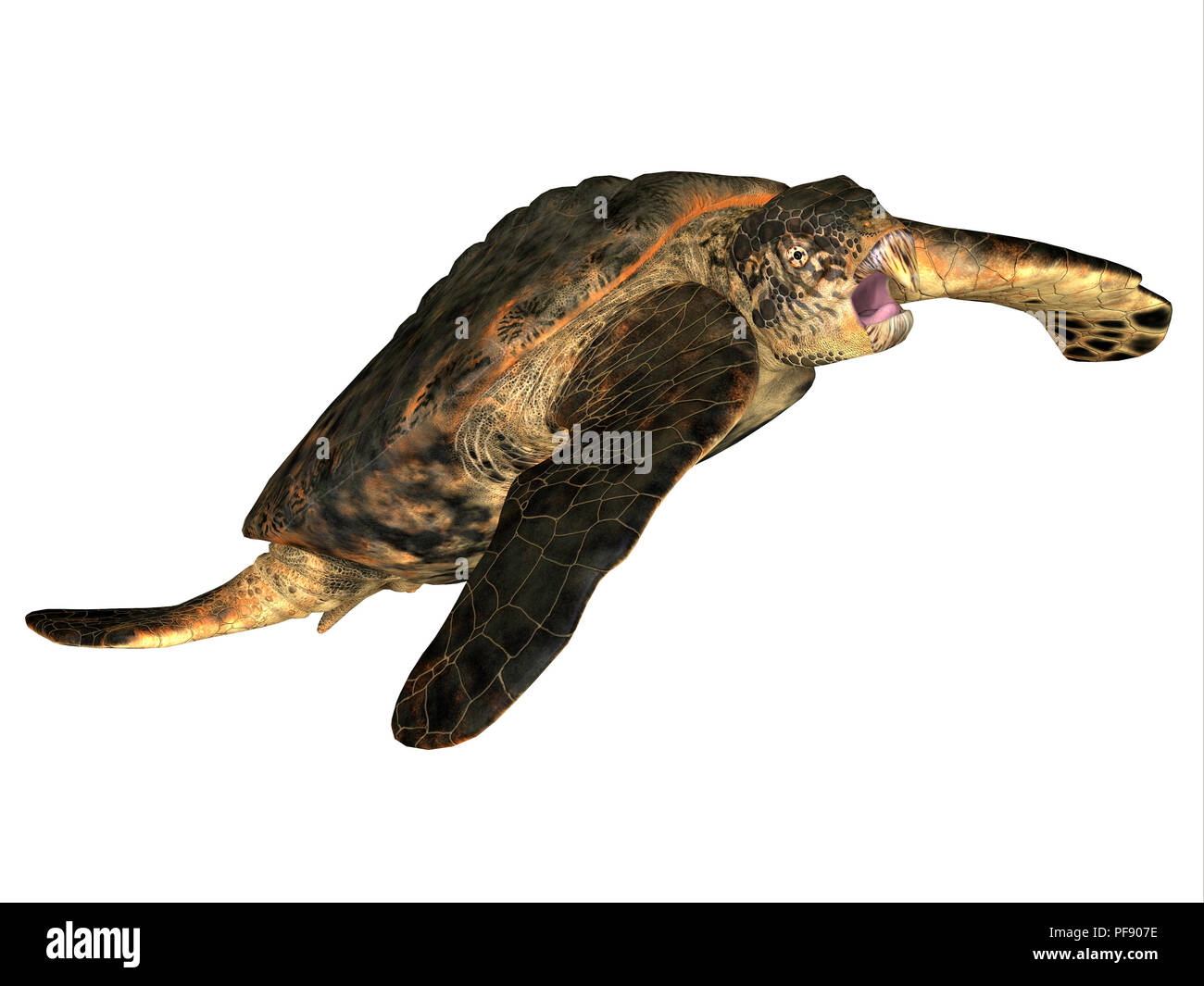 Archelon Turtle - Archelon was an aquatic reptile sea turtle that lived in South Dakota, USA during the Cretaceous Period. Stock Photo