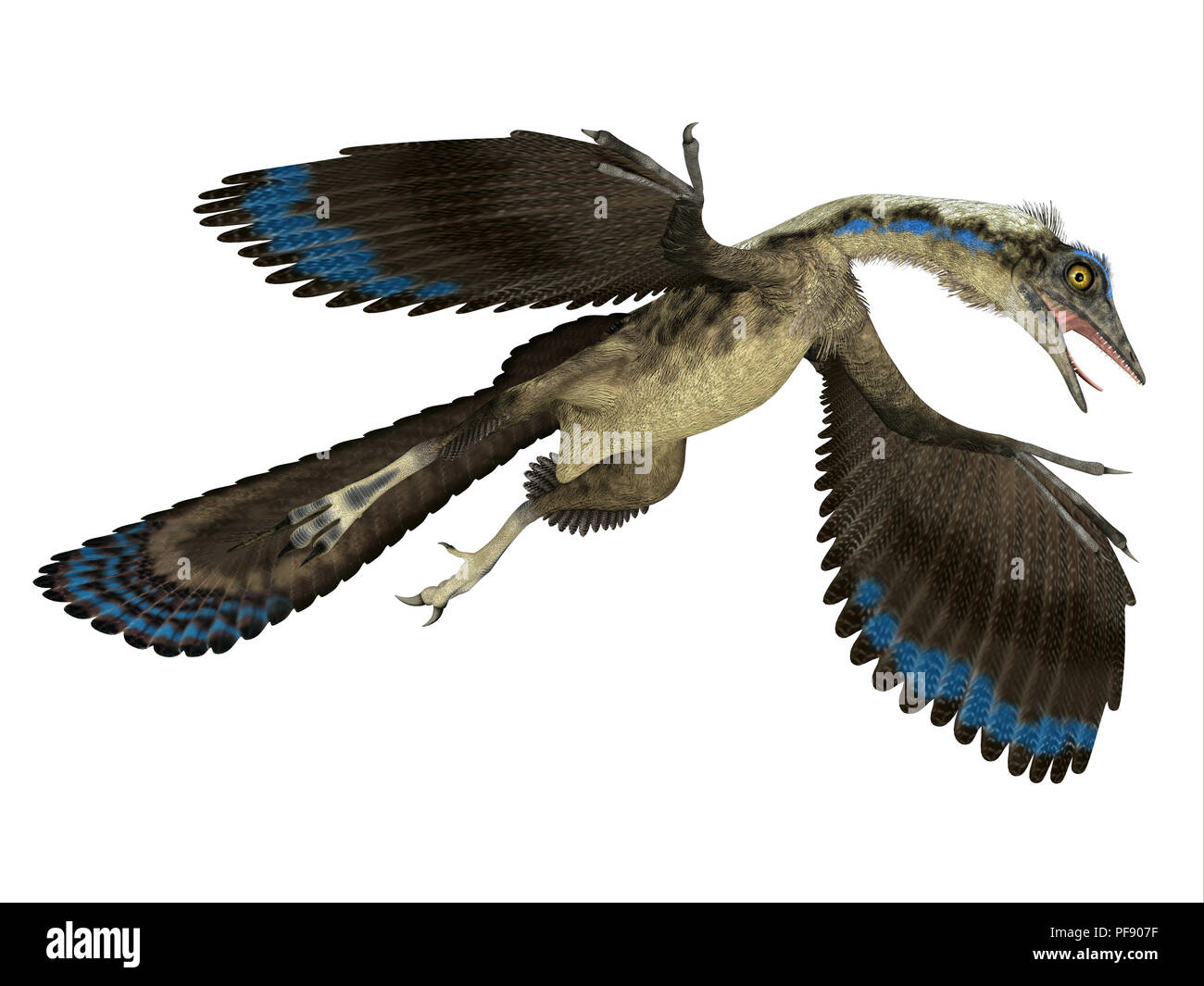 Archaeopteryx Reptile Archaeopteryx was a carnivorous Pterosaur