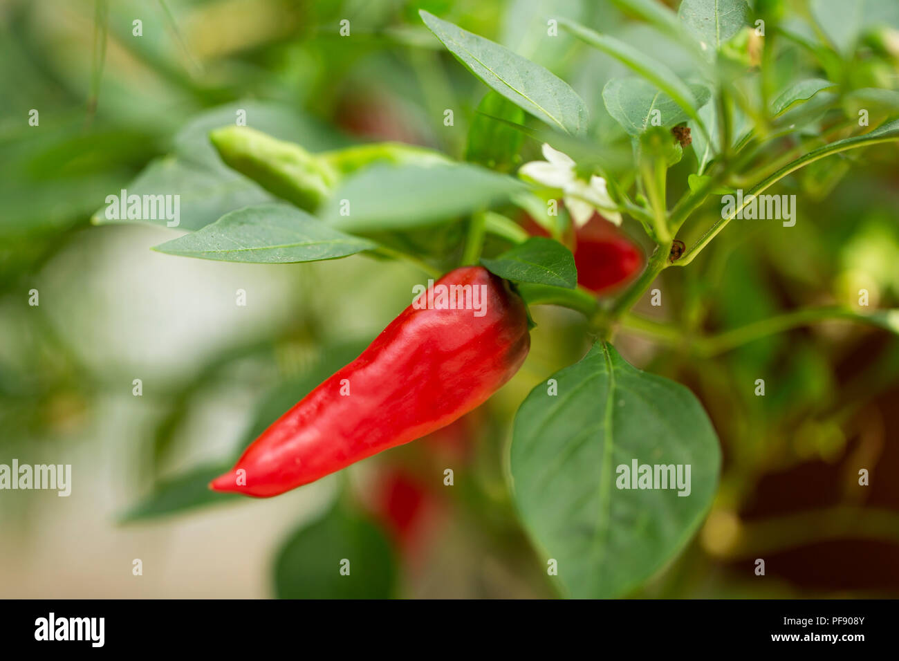 Capsicum annuum, a sweet pepper in the variety Golden Greek Pepperoncini, growing in a garden. Stock Photo