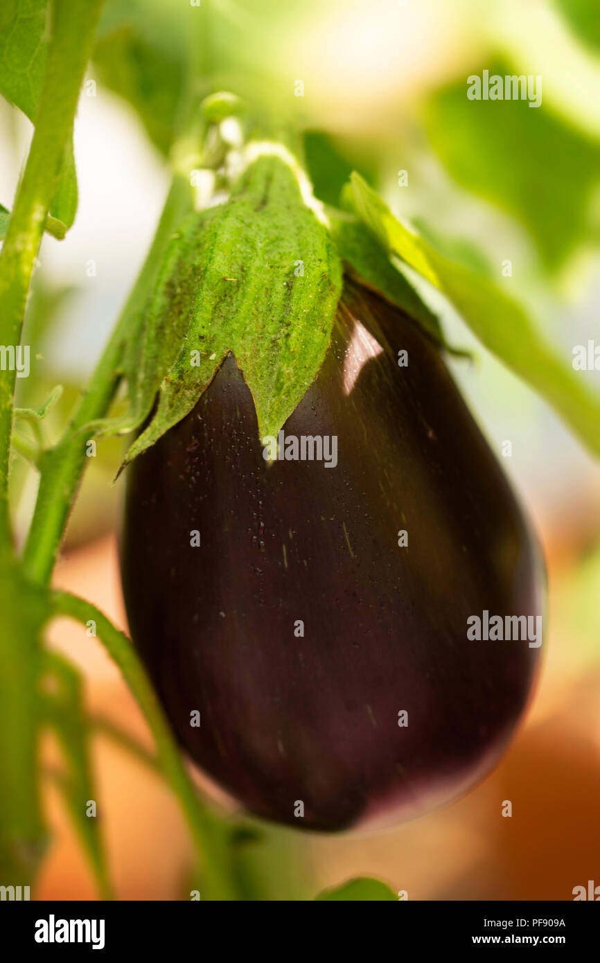 Solanum melongena var. esculentum, an eggplant in the variety Black Beauty, growing in a garden. Stock Photo