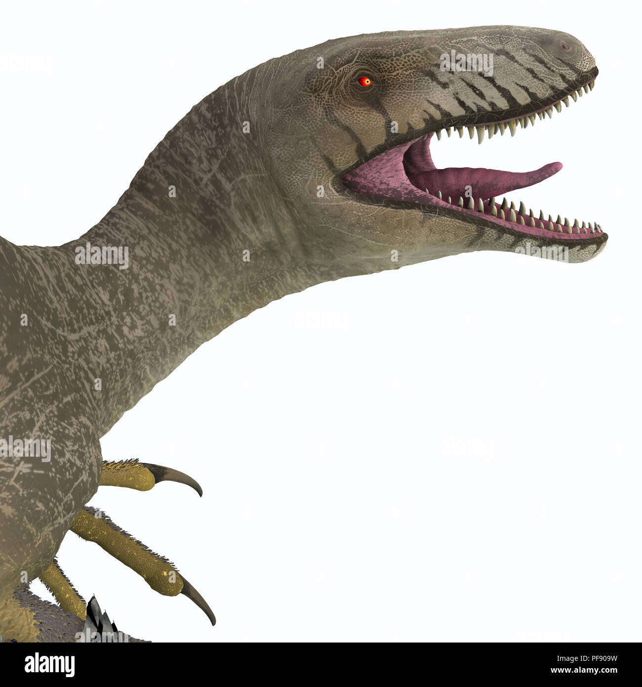 Dakotaraptor was a carnivorous dromaeosaurid theropod dinosaur that