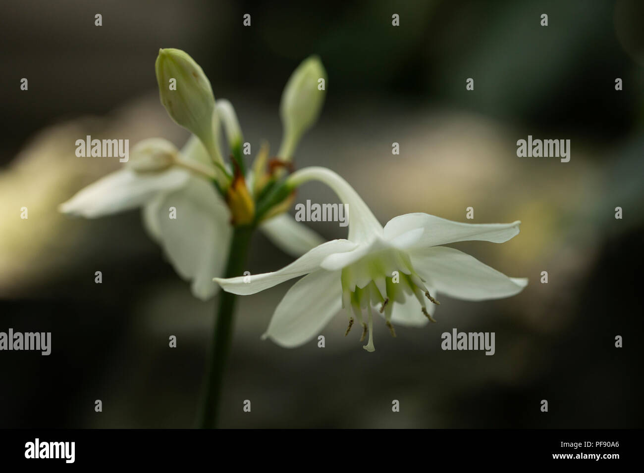 Amazon lily eucharis amazonica hi-res stock photography and images - Alamy