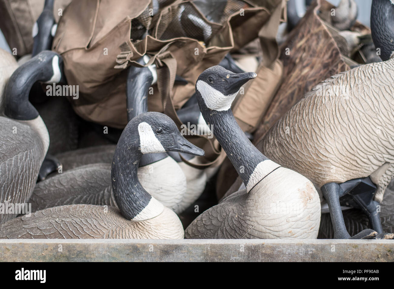 A collection of worn plastic Canada geese hunting decoys rest in wooden