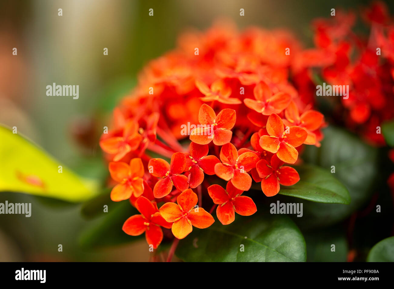 Ixora coccinea Maui, also known as flame of the woods, jungle geranium, or jungle flame, from the family Rubiaceae. Stock Photo