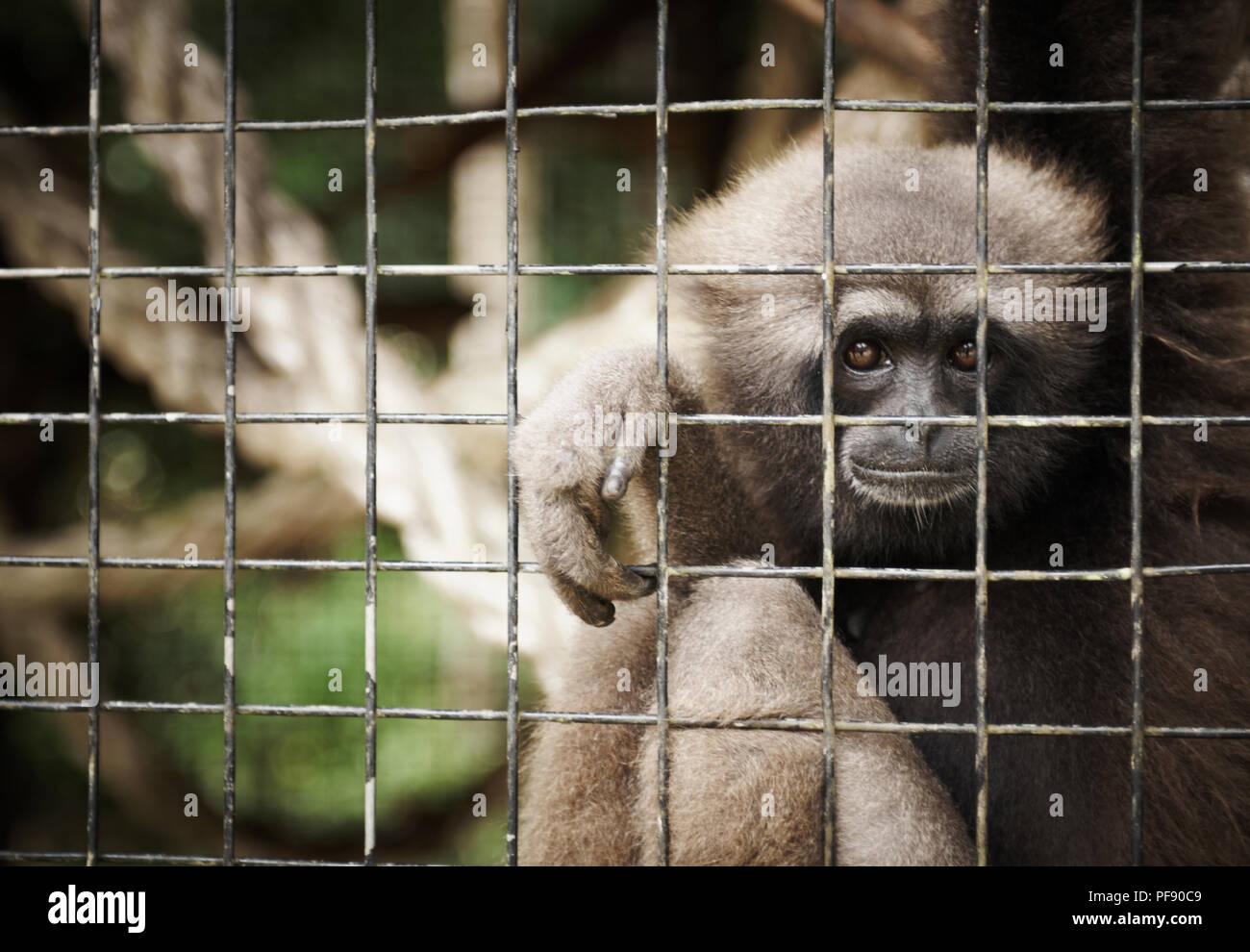 A gibbon stares from his cage in Semengoh Orangutan Rehabilitation Centre, Kuching, Sarawak, Borneo, Malaysia. Stock Photo