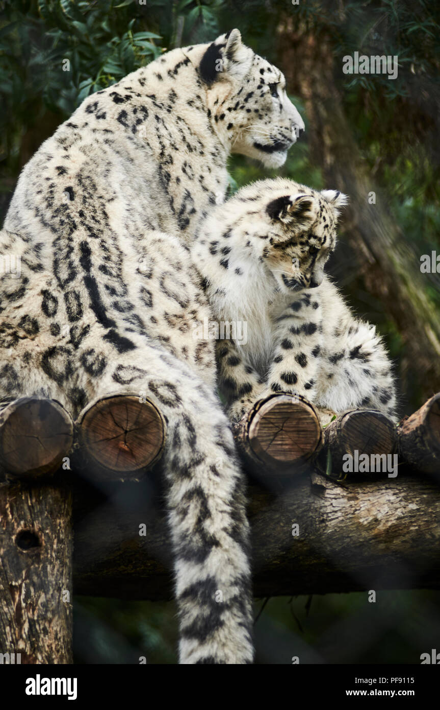 Baby snow leopard at play with his mother watching on Stock Photo Alamy