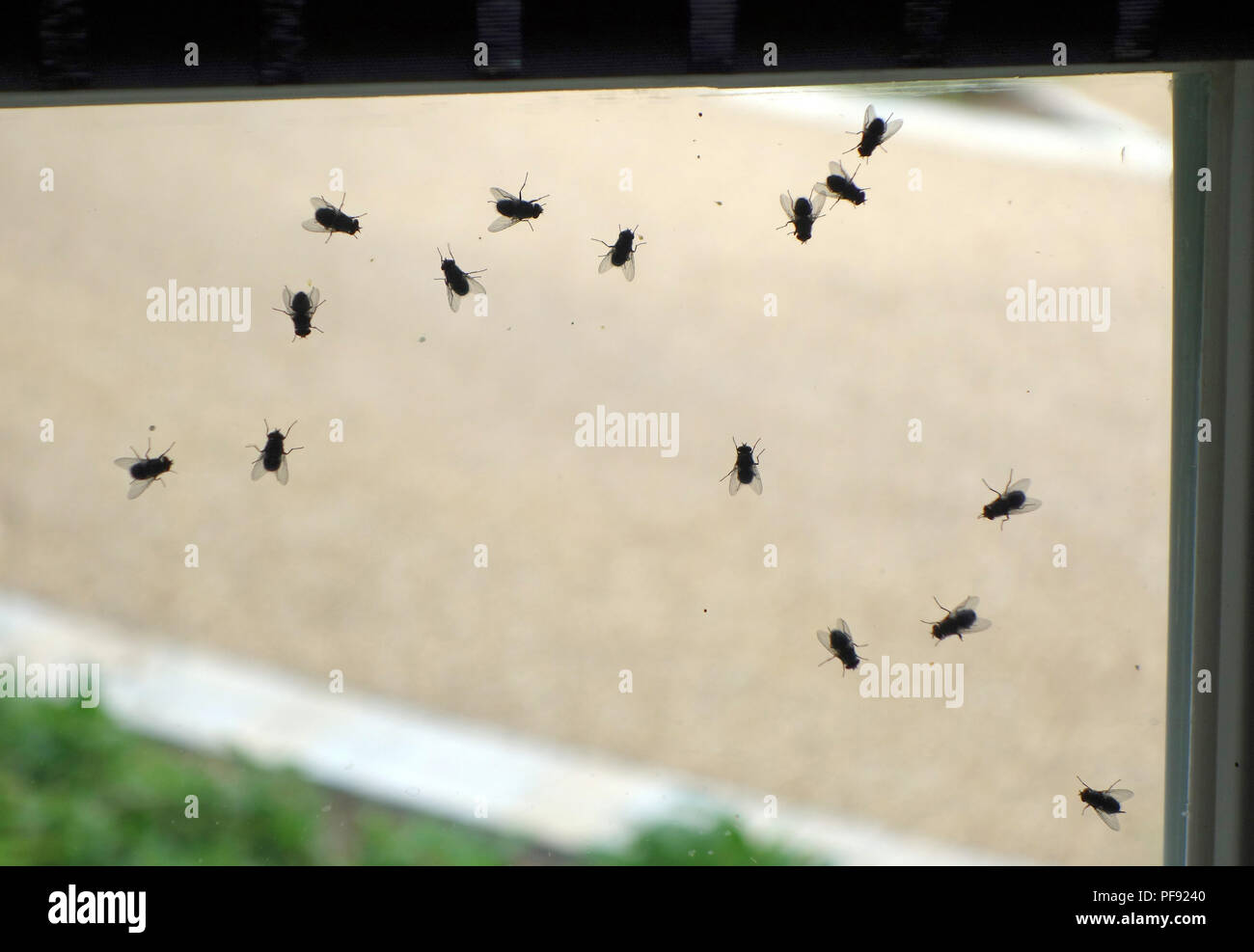 Summer fly infestation on window interior. Flies in the house all of a sudden Stock Photo