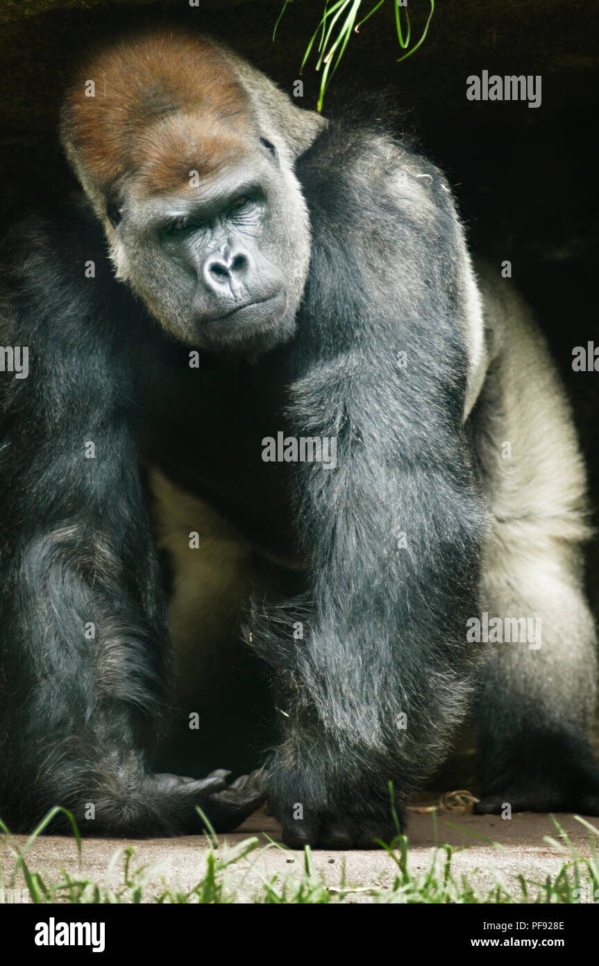 Gorilla waiting in hi-res stock photography and images - Alamy