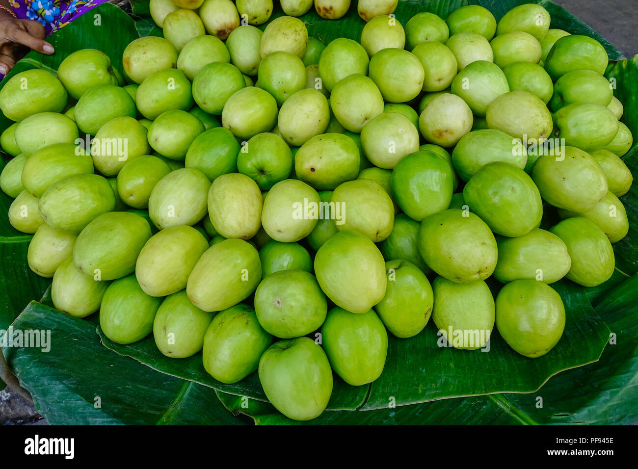 Ziziphus Mauritiana High Resolution Stock Photography And Images Alamy Ziziphus Mauritiana High Resolution Stock Photography And Images Alamy
