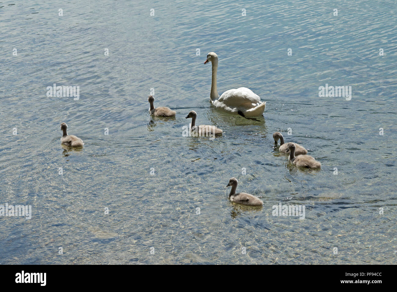 family of swans, Alpsee (Lake Alp), Hohenschwangau, Allgaeu, Bavaria, Germany Stock Photo