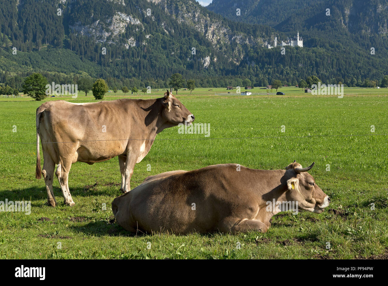 cows on a meadow with Neuschwanstein Castle in the background, Schwangau, Allgaeu, Bavaria, Germany Stock Photo