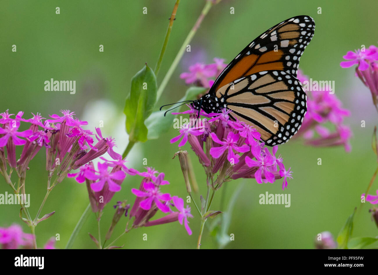 Monarch Butterfly on a Purple flower Stock Photo - Alamy