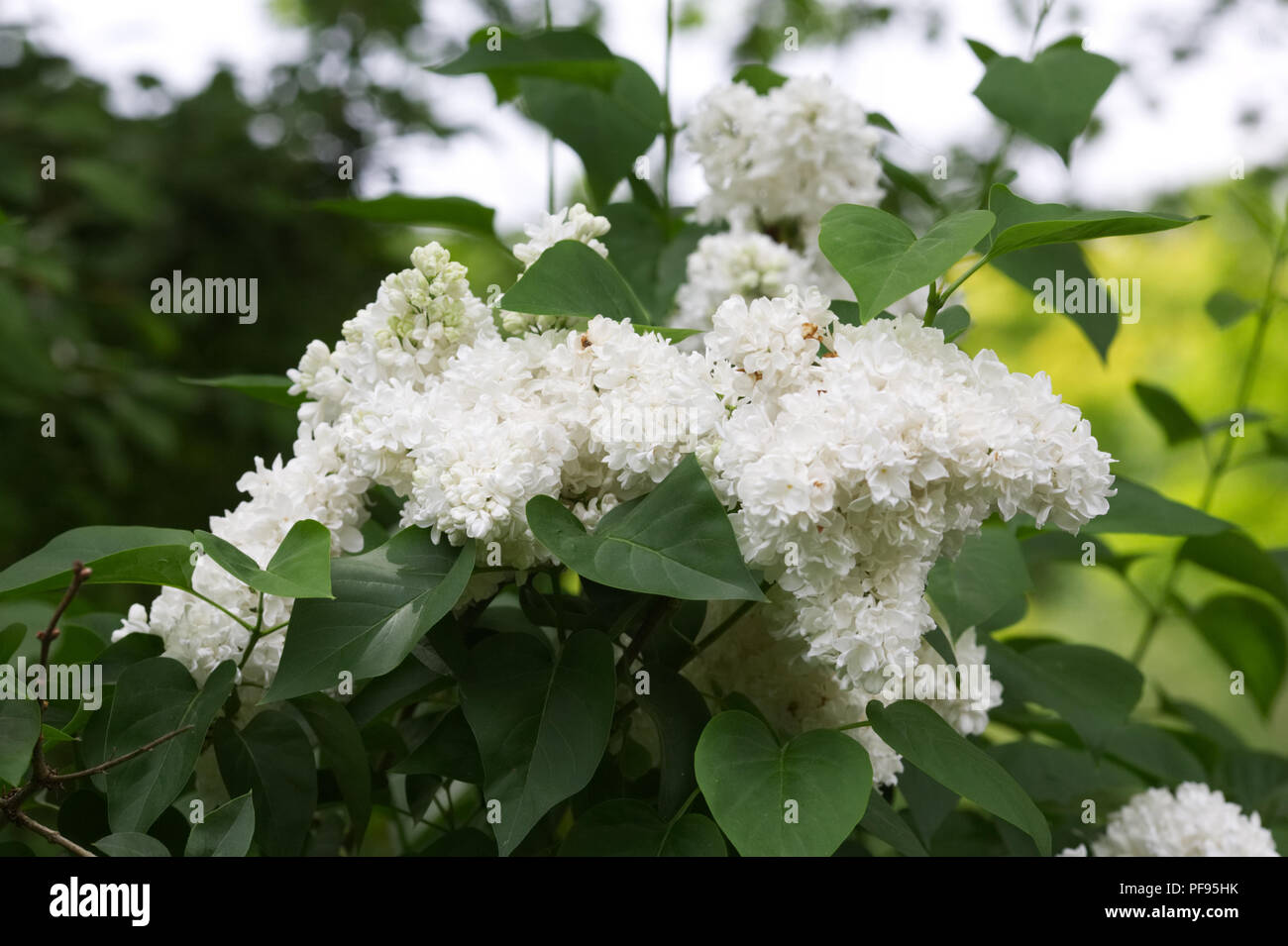 Syringa vulgaris flowers. Stock Photo