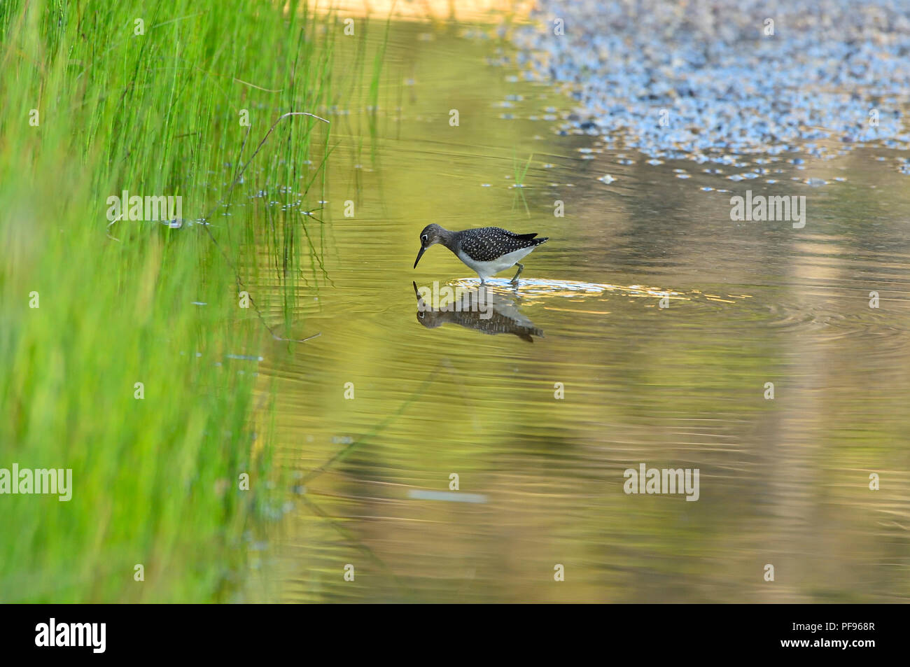 A solitary sandpiper (Tringa solitaria), wading in the golden colored water foraging for food in rural Alberta Canada. Stock Photo