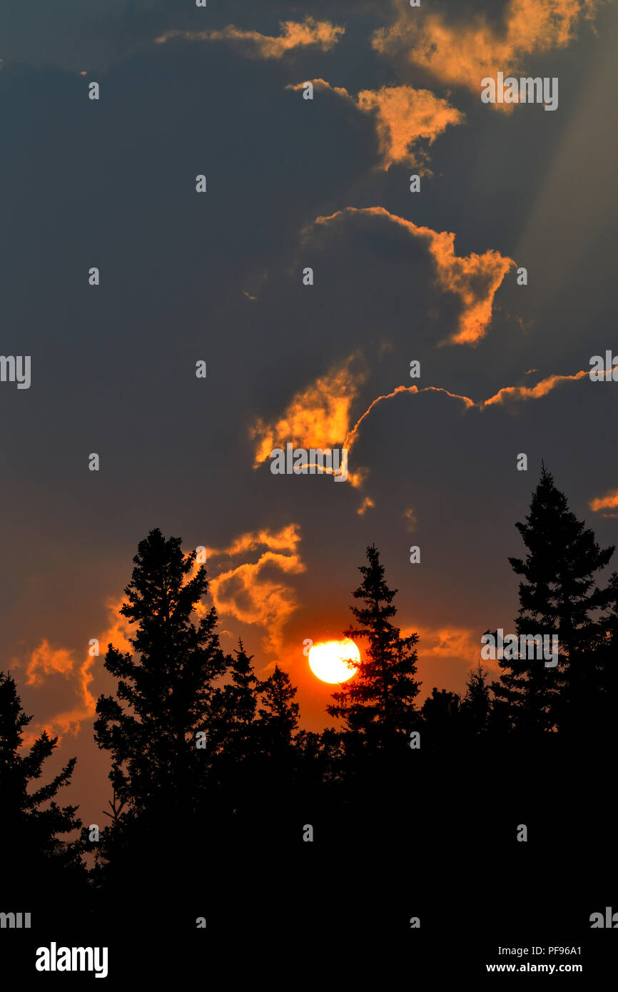 A vertical nature image as the sun sinks into the tall trees and smoke from near by forest fires give off a sureal glow to the cloud formations Stock Photo