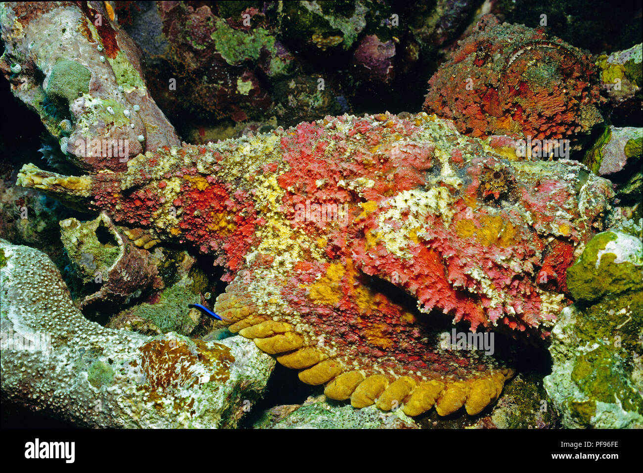 Reef Stonefish