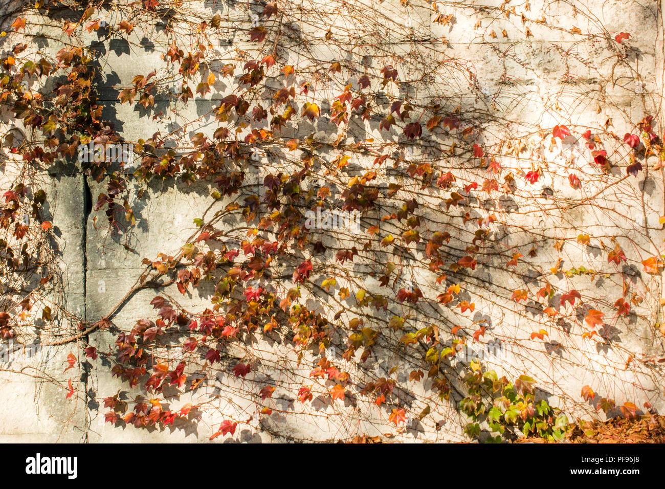 Dry leaves as an Autumn nature background Stock Photo - Alamy
