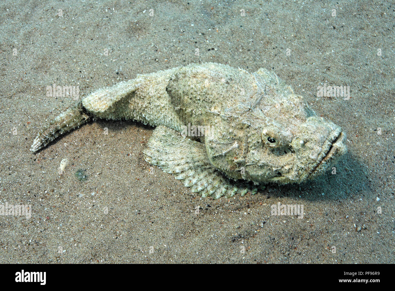 False stonefish, Humpback Scorpionsfish or Devil scorpionfish (Scorpaenopsis diabolus) laying on sandy sea bed, Sinai, Egypt Stock Photo