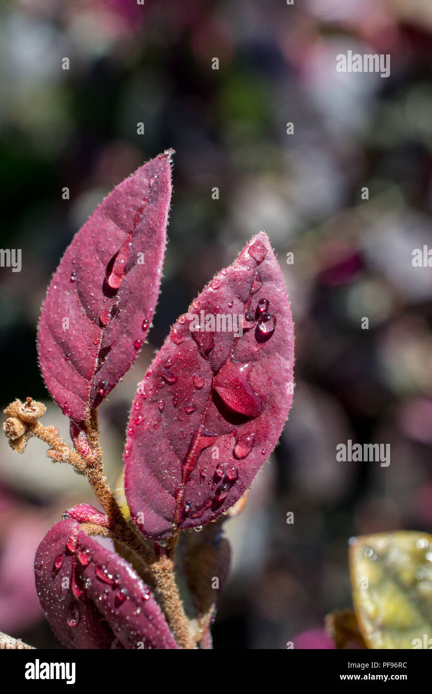 Green leaves as a nature background texture Stock Photo - Alamy