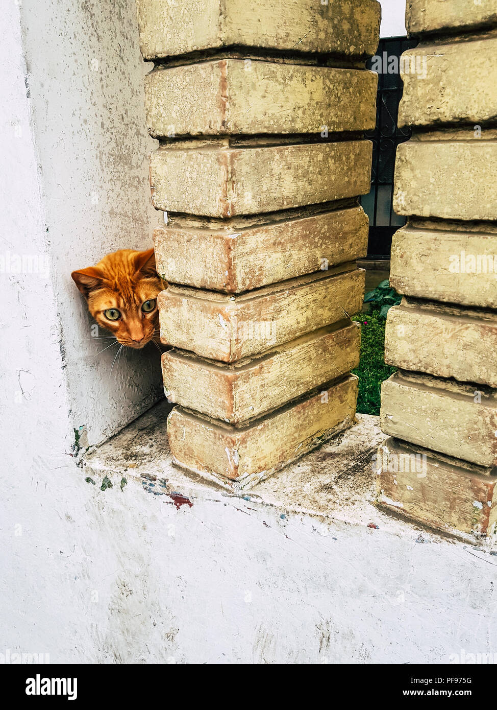 Yellow kitten with very large eyes, hiding and looking behind the columns Stock Photo