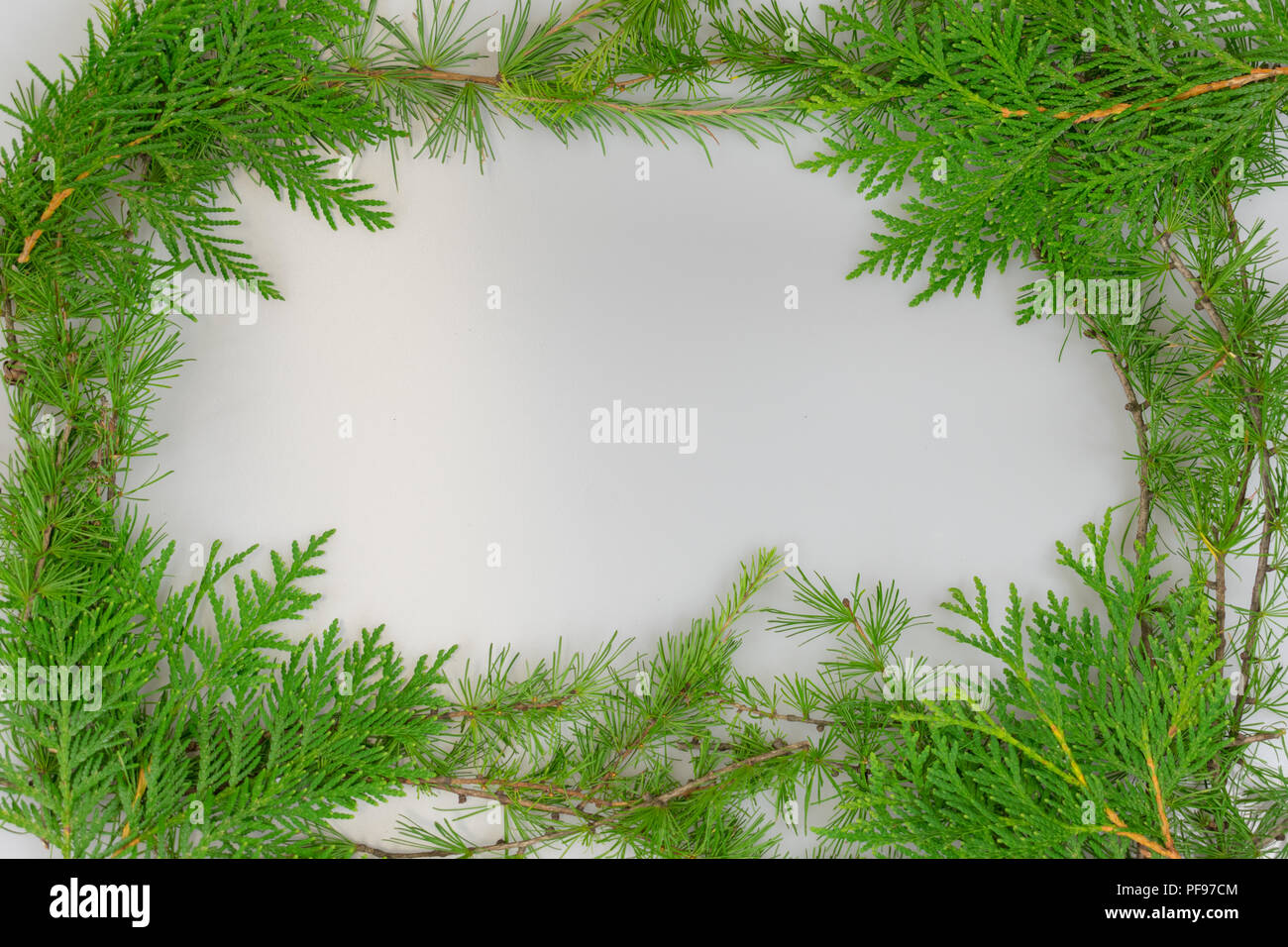 a border of cedar and tamarack branches with copy space in the middle for your message Stock Photo