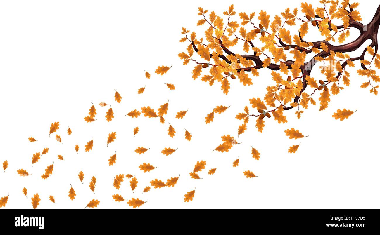 Yellow autumn branch of a large oak tree with acorns. Flying leaves ...