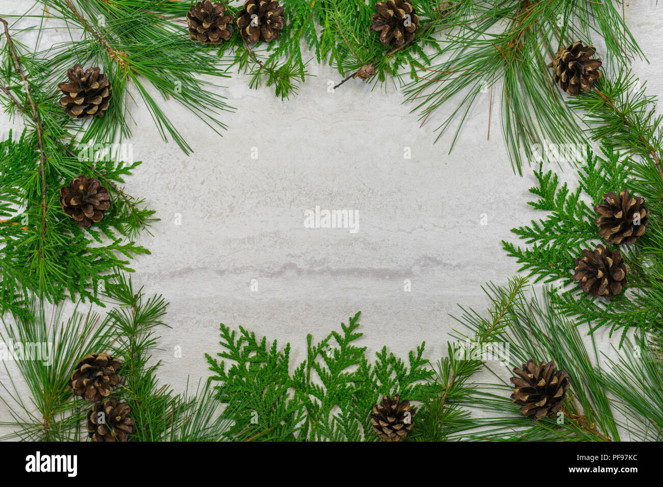A border of cedar, white pine, and tamarack branches along with scotch pine  cones with copy space in the middle Stock Photo