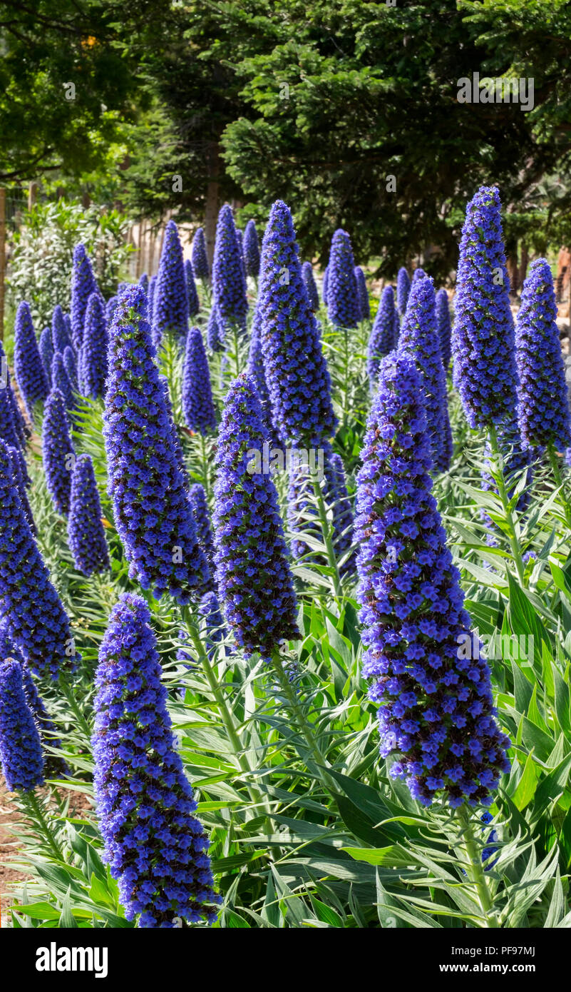 Blooming Blue Adderhead (Echium fastuosum), Majorca, Balearic Islands, Spain Stock Photo