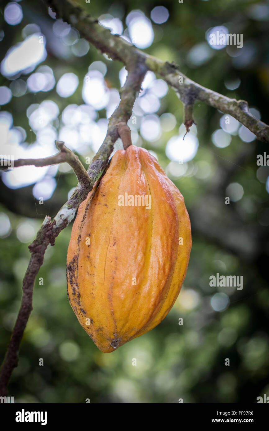YVE TOP - CACAO main image 0